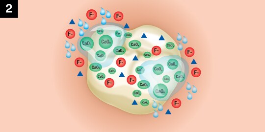 tri-calcium phosphate process for clinpro white varnish second step
