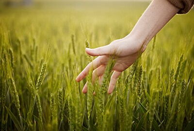 Person's running their hand through long grass.