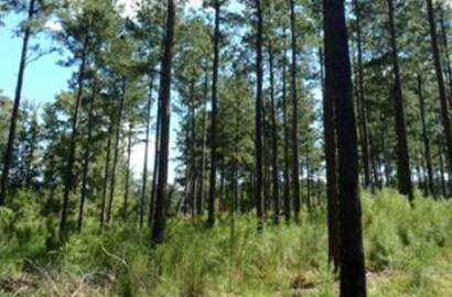 3M works to promote sustainable forestry.