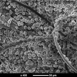Fiber chromatography is shown with negatively charged particles sticking to fibers