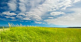 Image of a green grassy field and a bright blue sky with clouds
